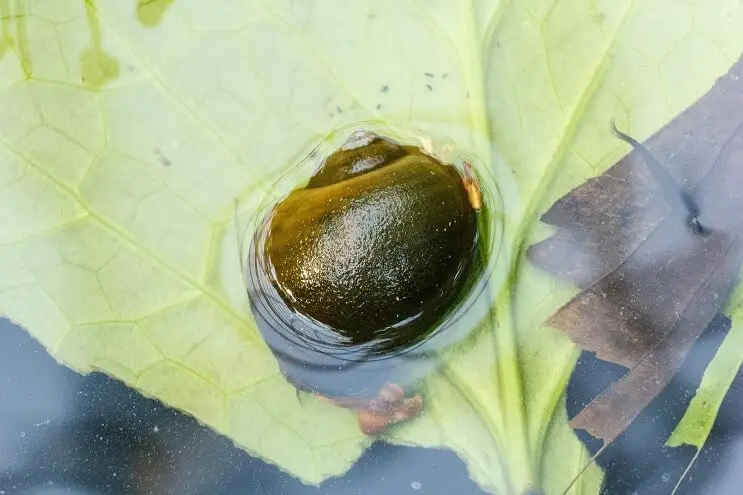 Apple Snail