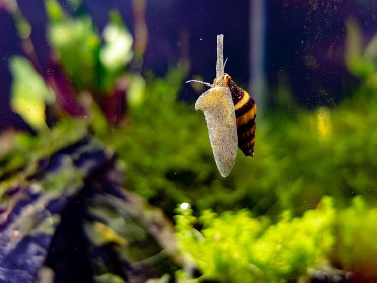 Assassin Snail