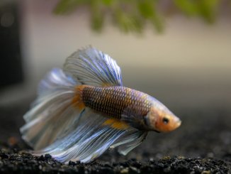 Best Betta Fish Food A Complete Guide To Selecting And Feeding Banner