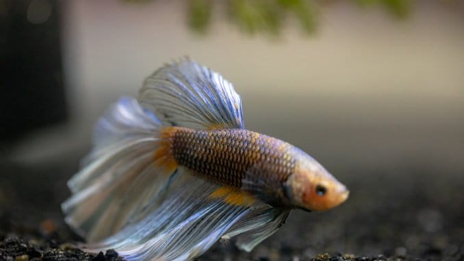 Best Betta Fish Food A Complete Guide To Selecting And Feeding Banner