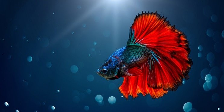 Betta Fish