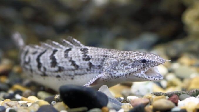 Bichir Complete Care Guide Varieties, Tank Mates and More... Banner