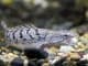 Bichir Complete Care Guide Varieties, Tank Mates and More... Banner