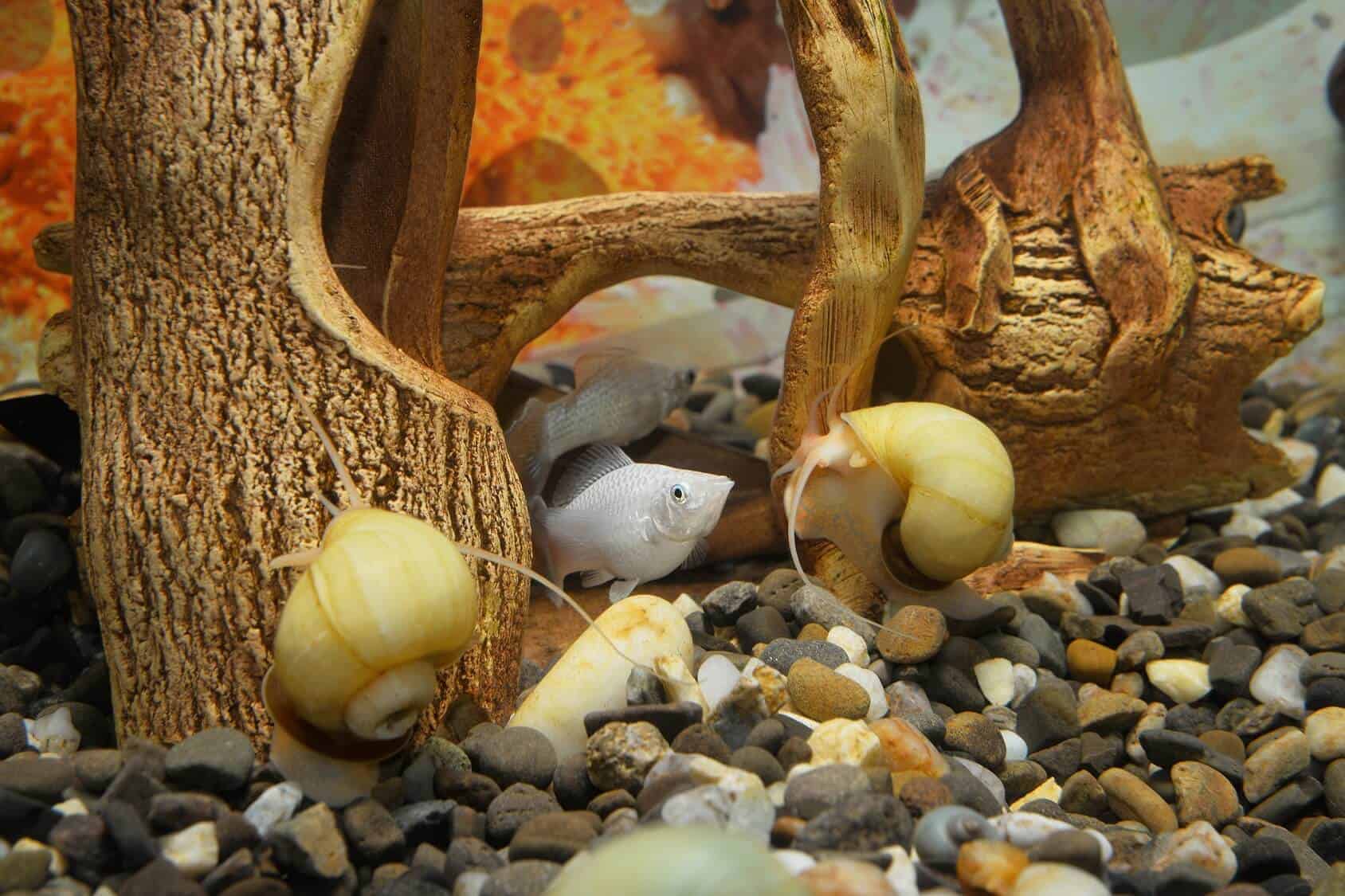 How Long Do Snails Sleep? It’s Not What You Thought | Fishkeeping World