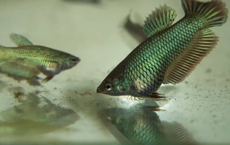 Juvenile Betta Fish Eating