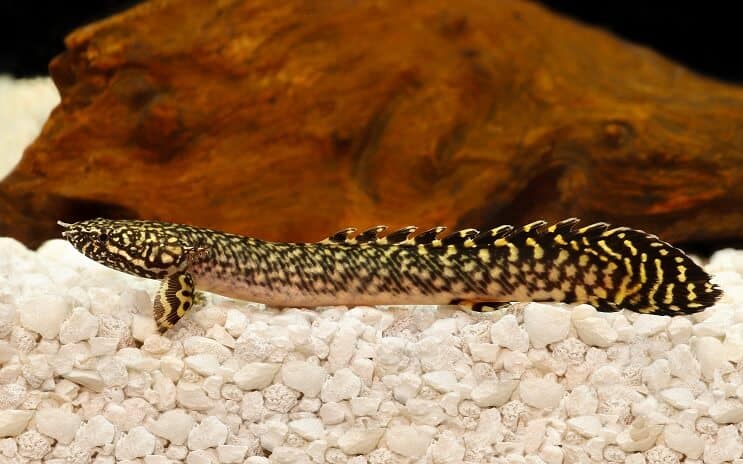 Ornate Bichir