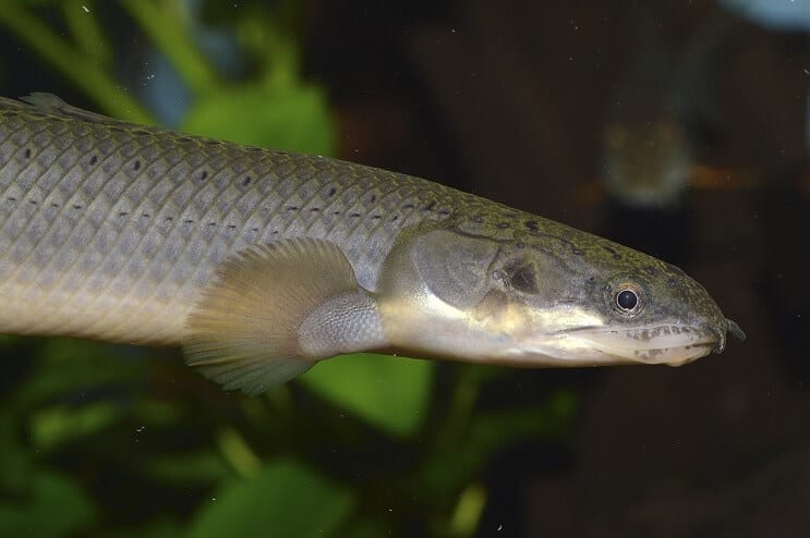 Bichir Species Chart