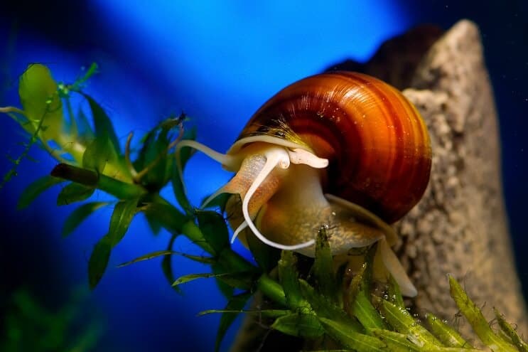 Snail