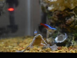 The Definitive Guide To Caring For African Dwarf Frogs Banner
