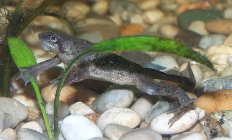 Young Male African Dwarf Frog