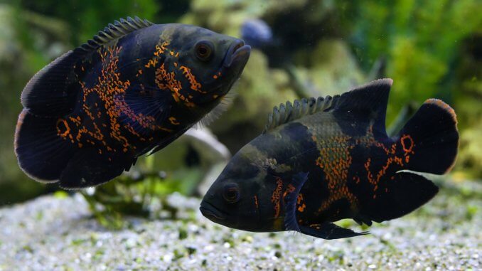 10 Beautiful Types Of Oscar Fish Banner