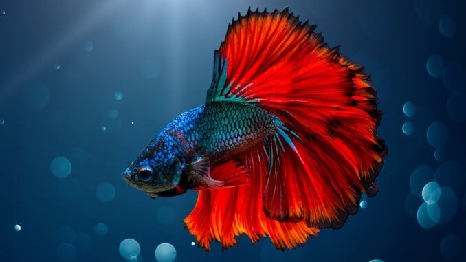160 Best Betta Fish Names For Your Fiery Friend Banner