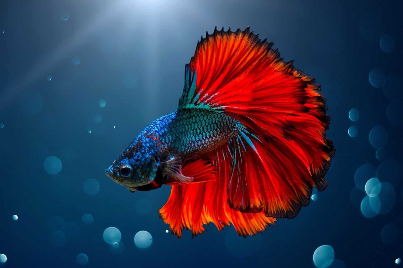 betta fish best color