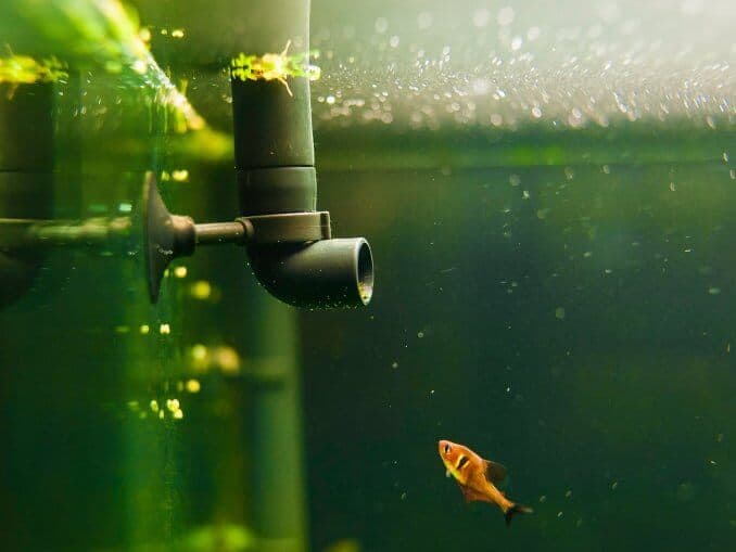 Best Aquarium Filter Complete Guide of 2024 Fishkeeping World