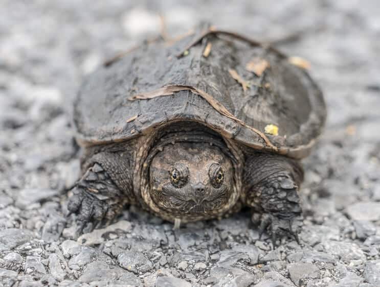 Baby snapping turtle resting on gravel