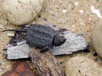 Baby Snapping Turtle Complete Care Guide and Breed Info Banner