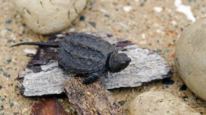 Baby Snapping Turtle Complete Care Guide and Breed Info Banner