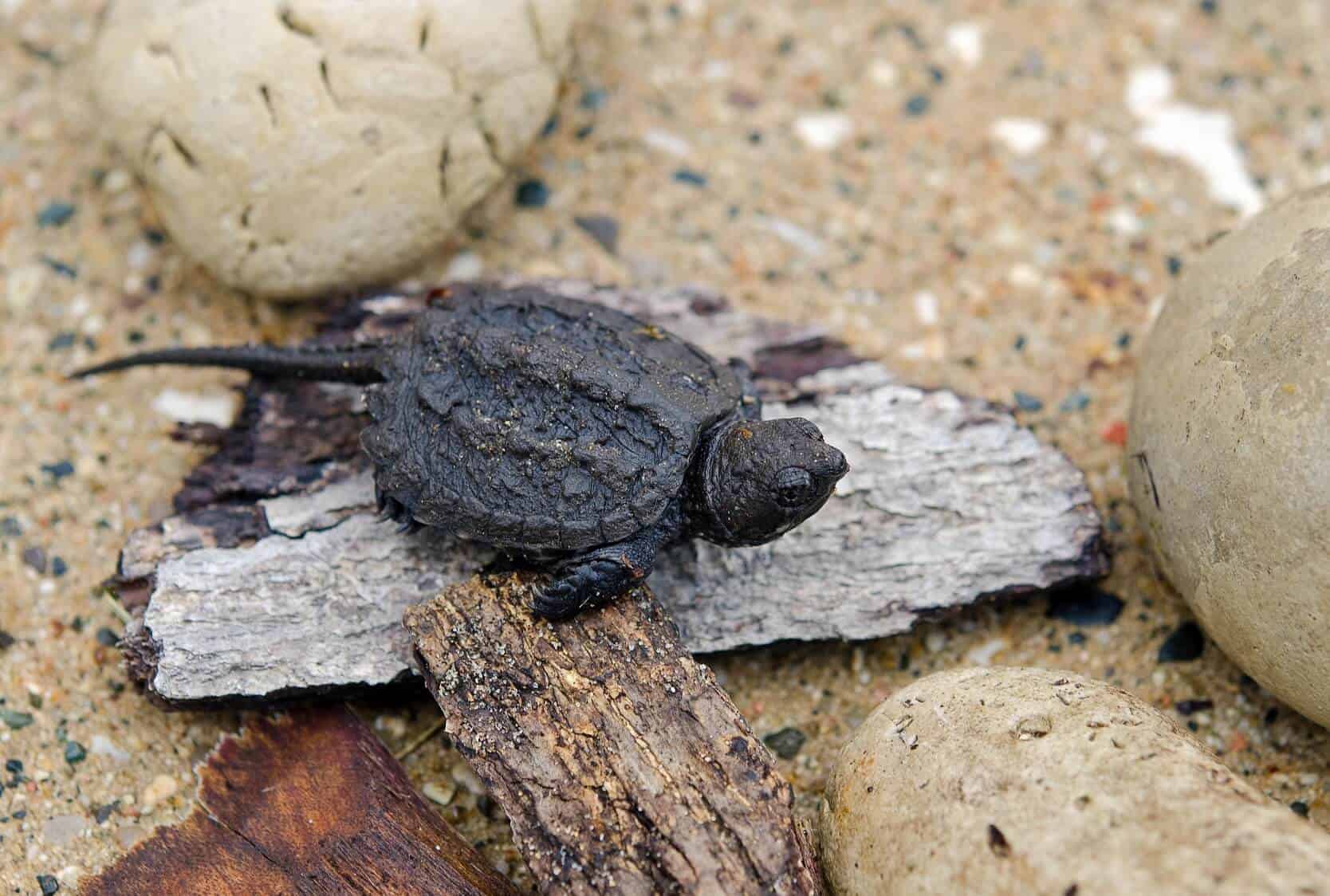 my turtle isn't eating the floating mini sticks i just realized