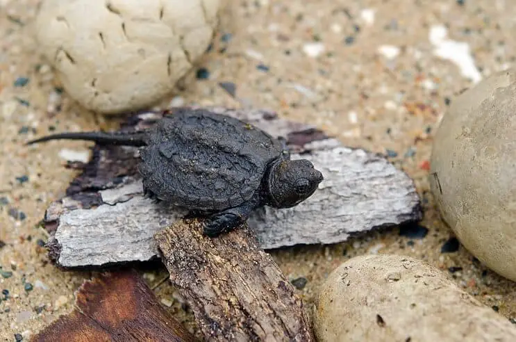 Baby snapping turtle resting on a log