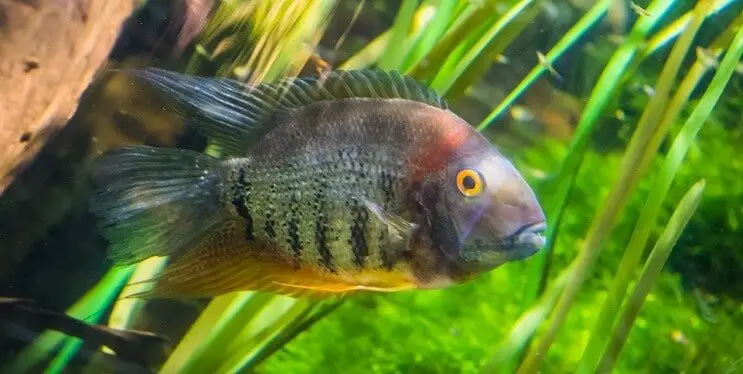 Electric blue acara tank mates: banded cichlid