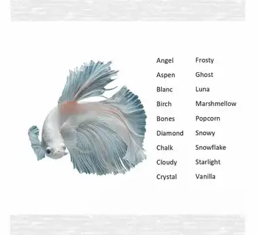 160 Best Betta Fish Names For Your Fiery Friend