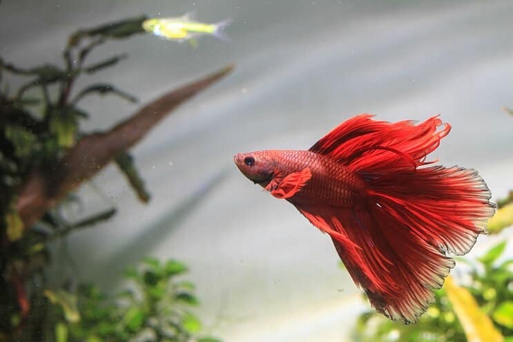 Red betta fish swimming in a planted tank