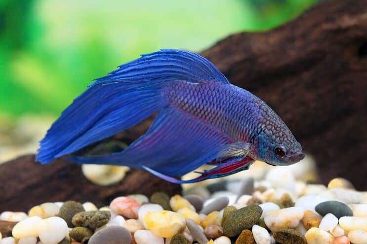 Blue Betta swimming near pebble substrate