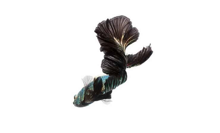 Black Orchid Betta