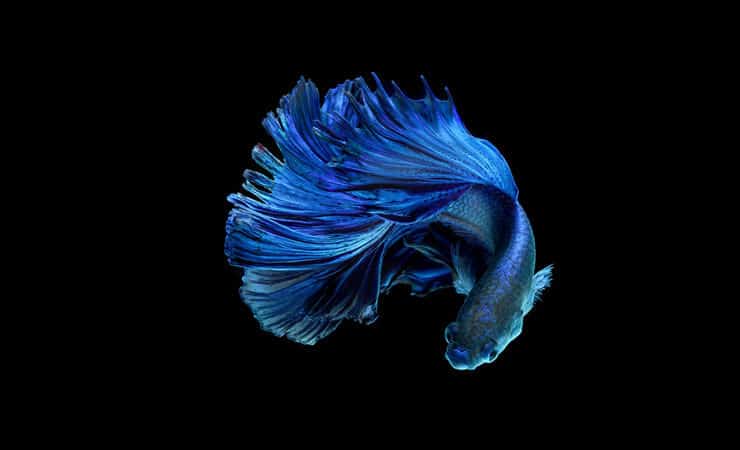 Blue Betta Fish