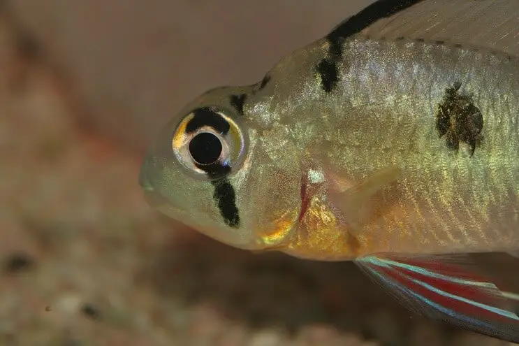 Bolivian Ram Close Up