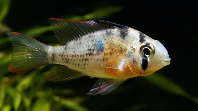 Bolivian Ram Is This Peaceful Cichlid Perfect For Your Aquarium? Banner