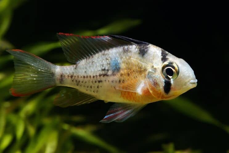 Bolivian Ram Swimming