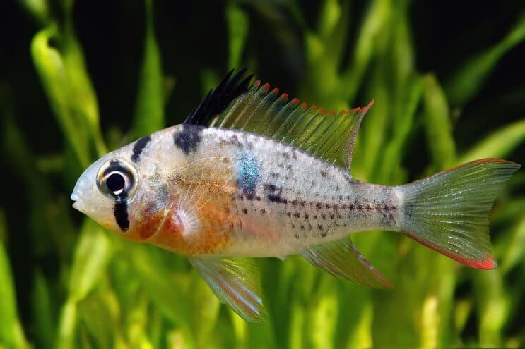 Bolivian Ram