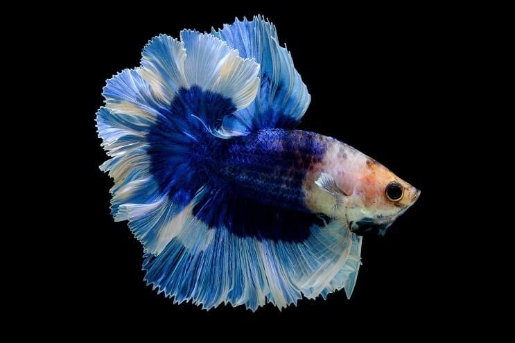 rare betta fish