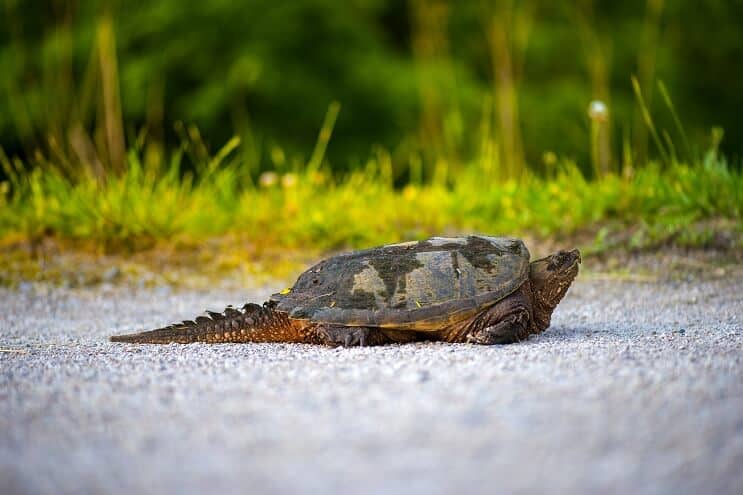 Baby snapping turtle walking along beach