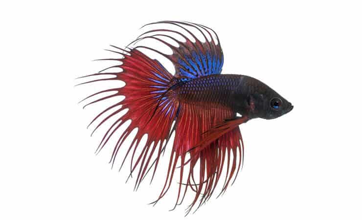 Crowntail Betta