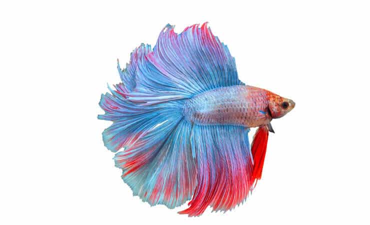 Double Tail Betta