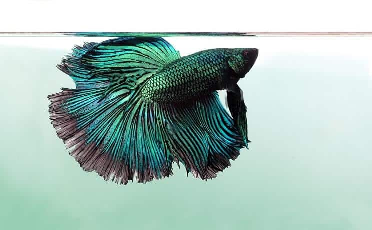 Dragonscale Betta