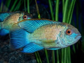 Electric Blue Acara The Bright Blue Cichlid Ideal For Beginners Banner