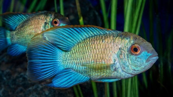 Electric Blue Acara The Bright Blue Cichlid Ideal For Beginners Banner