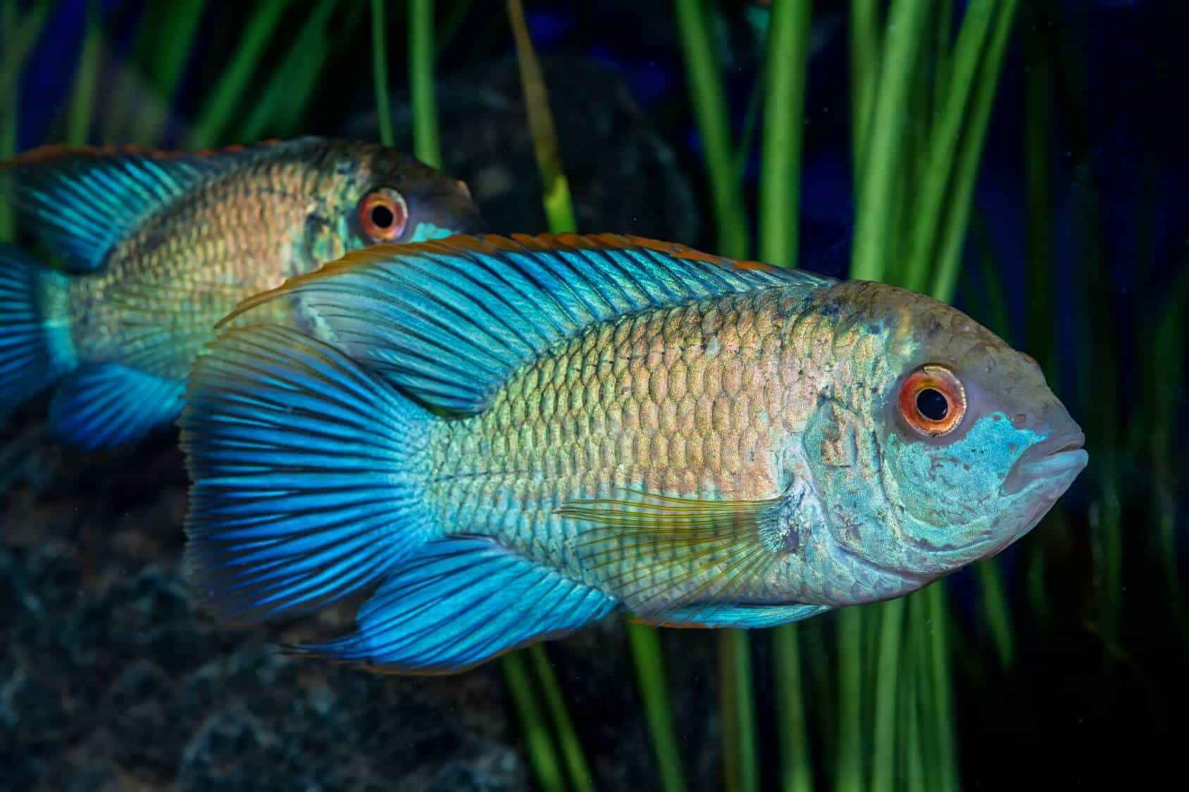 small tropical fish with a brightly coloured compressed body