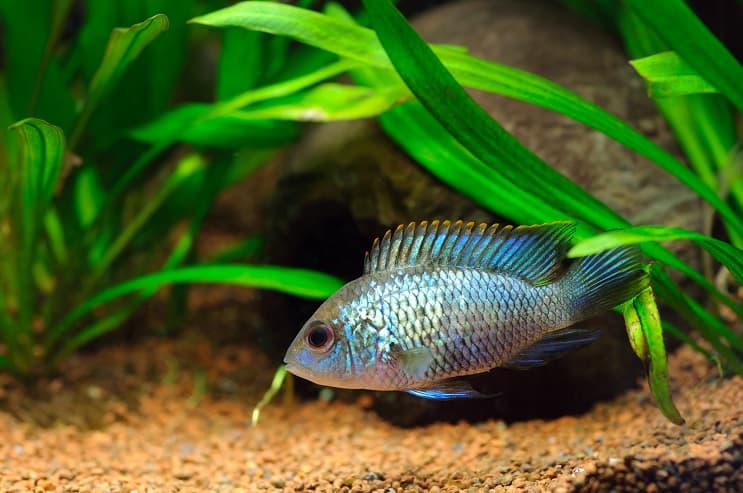 Electric blue acara facts and overview