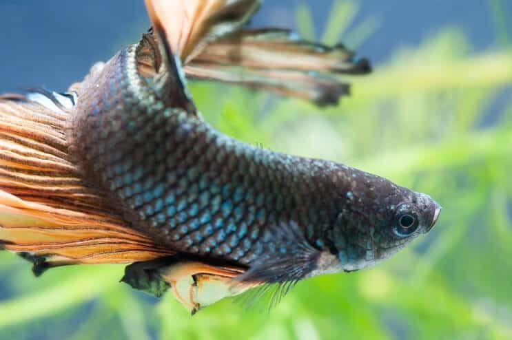 Female Betta Fish swimming up close