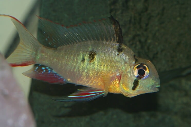 Female Bolivian Ram