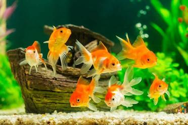 500+ Funny Fish Names: From Tank You to Solemate! | Fishkeeping World