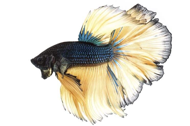 Mustard Gas Betta