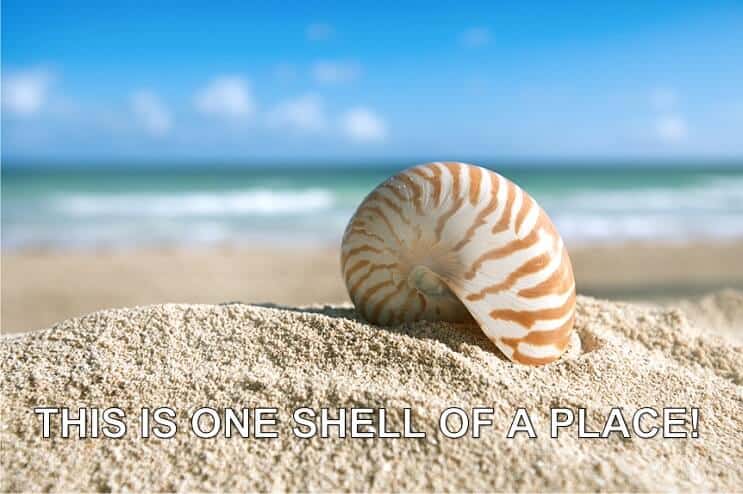 One Shell of a Place