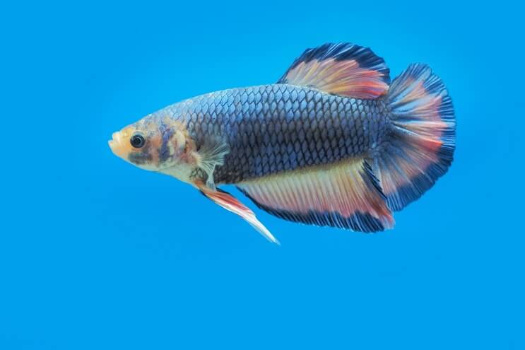 different types of betta fish