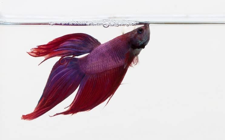 Types Of Betta Fish 2021 Which Is The Perfect One For You Fishkeeping World