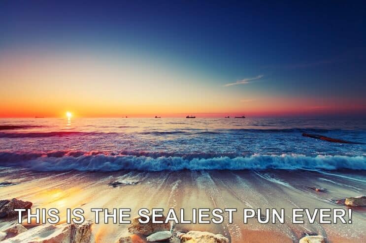 Sealiest Pun Ever